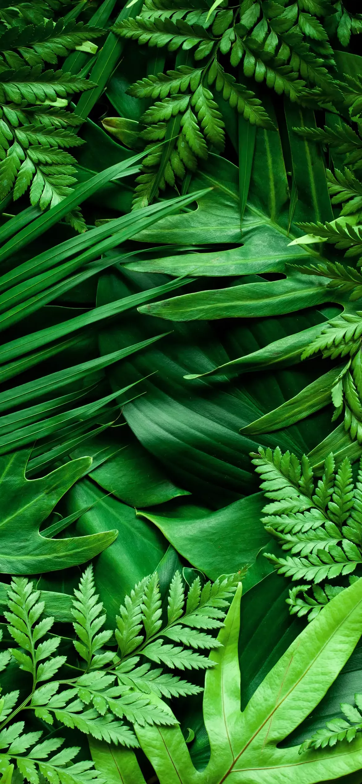 Lush green ferns and tropical foliage creating a natural, calming background